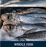 Whole Round Grey Mullet Specimen Card